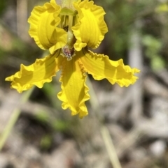 Goodenia paradoxa (Spur Goodenia) at Karabar, NSW - 14 Nov 2021 by SteveBorkowskis