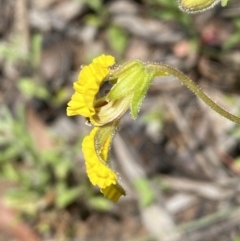 Goodenia paradoxa at Karabar, NSW - 14 Nov 2021