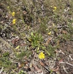 Goodenia paradoxa at Karabar, NSW - 14 Nov 2021