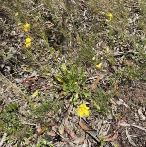 Goodenia paradoxa at Karabar, NSW - 14 Nov 2021