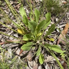 Goodenia paradoxa at Karabar, NSW - 14 Nov 2021