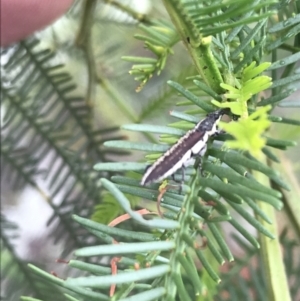 Rhinotia sp. in semipunctata group at Hughes, ACT - 13 Nov 2021