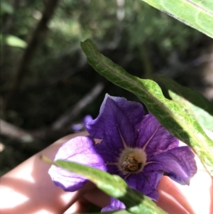 Solanum aviculare at Bundanoon, NSW - 14 Nov 2021 10:21 AM