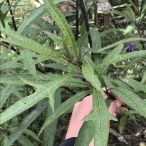 Solanum aviculare at Bundanoon, NSW - 14 Nov 2021