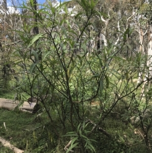 Solanum aviculare at Bundanoon, NSW - 14 Nov 2021