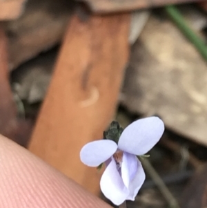 Viola silicestris at Bundanoon, NSW - 14 Nov 2021 10:23 AM