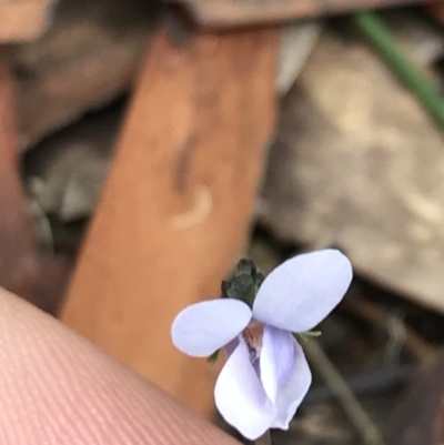 Viola silicestris (Sandstone Violet) at Bundanoon, NSW - 13 Nov 2021 by Tapirlord