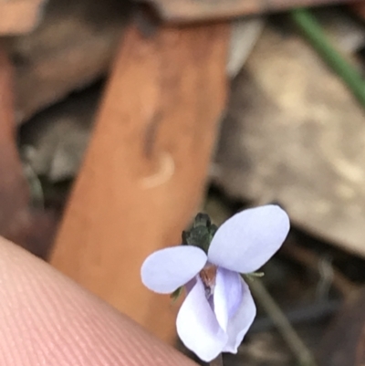 Viola silicestris (Sandstone Violet) at Bundanoon, NSW - 14 Nov 2021 by Tapirlord
