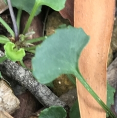 Viola silicestris at Bundanoon, NSW - 14 Nov 2021 10:23 AM