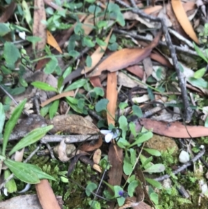Viola silicestris at Bundanoon, NSW - 14 Nov 2021