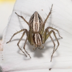Oxyopes (genus) (Lynx spider) at Evatt, ACT - 2 Nov 2021 by TimL