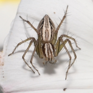 Oxyopes sp. (genus) at Evatt, ACT - 2 Nov 2021 02:43 PM