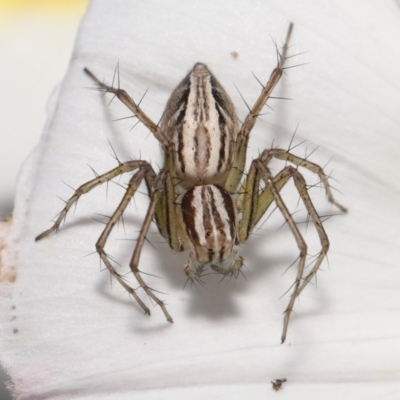 Oxyopes sp. (genus) (Lynx spider) at Evatt, ACT - 2 Nov 2021 by TimL