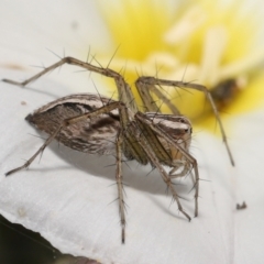 Oxyopes sp. (genus) at Evatt, ACT - 2 Nov 2021 02:43 PM