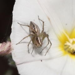 Oxyopes sp. (genus) at Evatt, ACT - 2 Nov 2021 02:43 PM