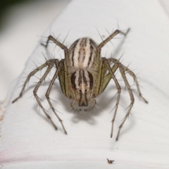 Oxyopes sp. (genus) at Evatt, ACT - 2 Nov 2021 02:43 PM