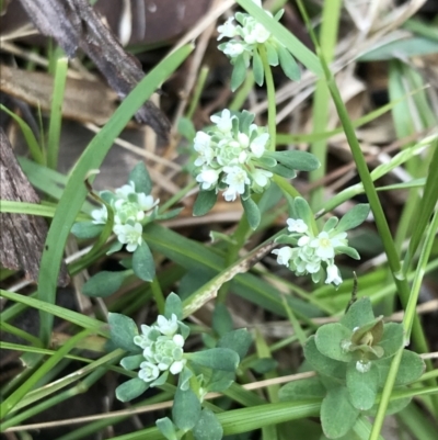 Poranthera microphylla (Small Poranthera) at Morton National Park - 13 Nov 2021 by Tapirlord