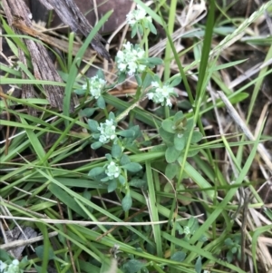Poranthera microphylla at Bundanoon, NSW - 14 Nov 2021 10:24 AM