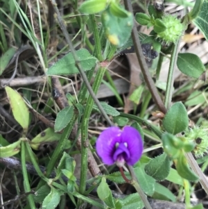 Hardenbergia violacea at Bundanoon, NSW - 14 Nov 2021