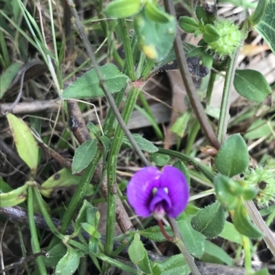 Hardenbergia violacea (False Sarsaparilla) at Wingecarribee Local Government Area - 14 Nov 2021 by Tapirlord