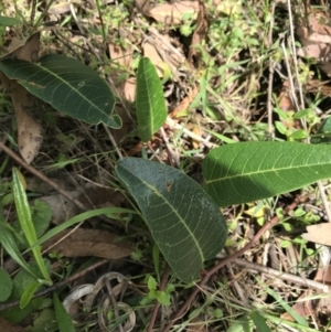 Hardenbergia violacea at Bundanoon, NSW - 14 Nov 2021