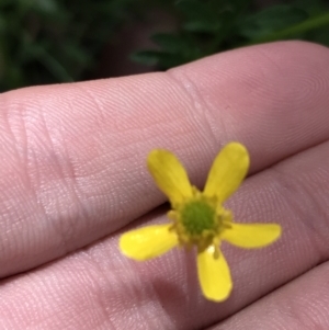 Ranunculus plebeius at Bundanoon, NSW - 14 Nov 2021