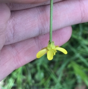 Ranunculus plebeius at Bundanoon, NSW - 14 Nov 2021