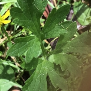 Ranunculus plebeius at Bundanoon, NSW - 14 Nov 2021