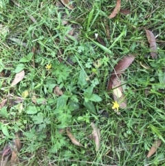 Ranunculus plebeius at Bundanoon, NSW - 14 Nov 2021 10:30 AM