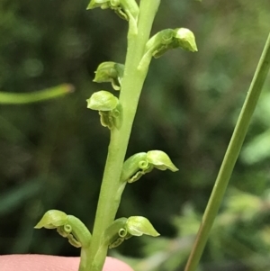 Microtis oblonga at Bundanoon, NSW - 14 Nov 2021