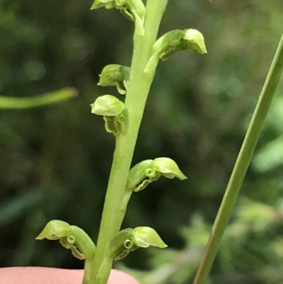 Microtis unifolia (Common Onion Orchid) at Morton National Park - 13 Nov 2021 by Tapirlord