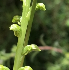 Microtis oblonga at Bundanoon, NSW - 14 Nov 2021