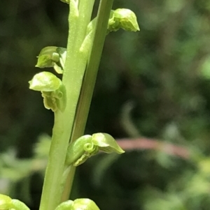 Microtis unifolia at Bundanoon, NSW - 14 Nov 2021