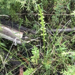 Microtis oblonga at Bundanoon, NSW - suppressed