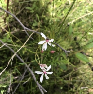 Burchardia umbellata at Bundanoon, NSW - 14 Nov 2021 10:34 AM