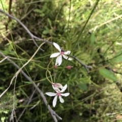 Burchardia umbellata (Milkmaids) at Bundanoon - 13 Nov 2021 by Tapirlord