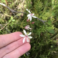 Burchardia umbellata at Bundanoon, NSW - 14 Nov 2021 10:34 AM