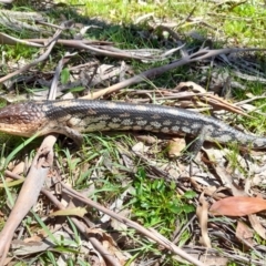 Tiliqua nigrolutea (Blotched Blue-tongue) at Glen Allen, NSW - 11 Nov 2021 by JBrickhill