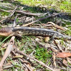 Tiliqua nigrolutea at Glen Allen, NSW - 11 Nov 2021