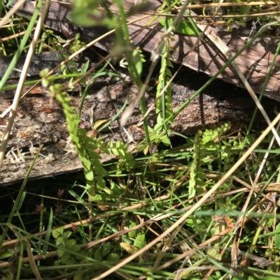 Lindsaea linearis (Screw Fern) at Morton National Park - 13 Nov 2021 by Tapirlord