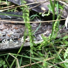 Lindsaea linearis at Bundanoon, NSW - 14 Nov 2021