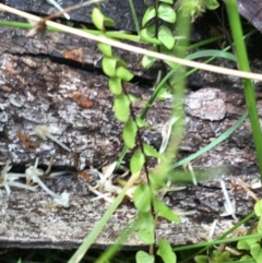 Lindsaea linearis at Bundanoon, NSW - 14 Nov 2021