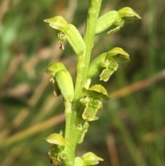 Microtis rara (Scented Onion Orchid) at Bundanoon, NSW - 14 Nov 2021 by NedJohnston