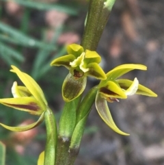 Prasophyllum flavum (Yellow Leek Orchid) at Wingecarribee Local Government Area - 14 Nov 2021 by Ned_Johnston