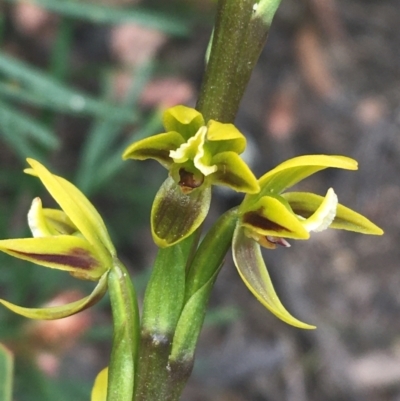 Prasophyllum flavum (Yellow Leek Orchid) at Morton National Park - 14 Nov 2021 by Ned_Johnston