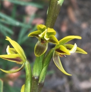 Prasophyllum flavum at Bundanoon, NSW - 14 Nov 2021