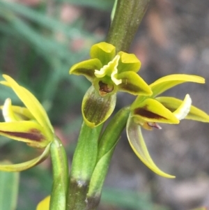 Prasophyllum flavum at Bundanoon, NSW - 14 Nov 2021