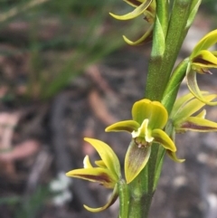 Prasophyllum flavum at Bundanoon, NSW - suppressed