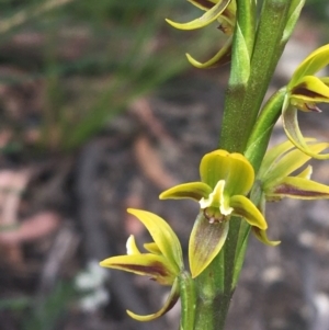 Prasophyllum flavum at Bundanoon, NSW - 14 Nov 2021