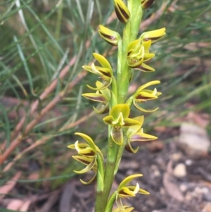 Prasophyllum flavum at Bundanoon, NSW - 14 Nov 2021